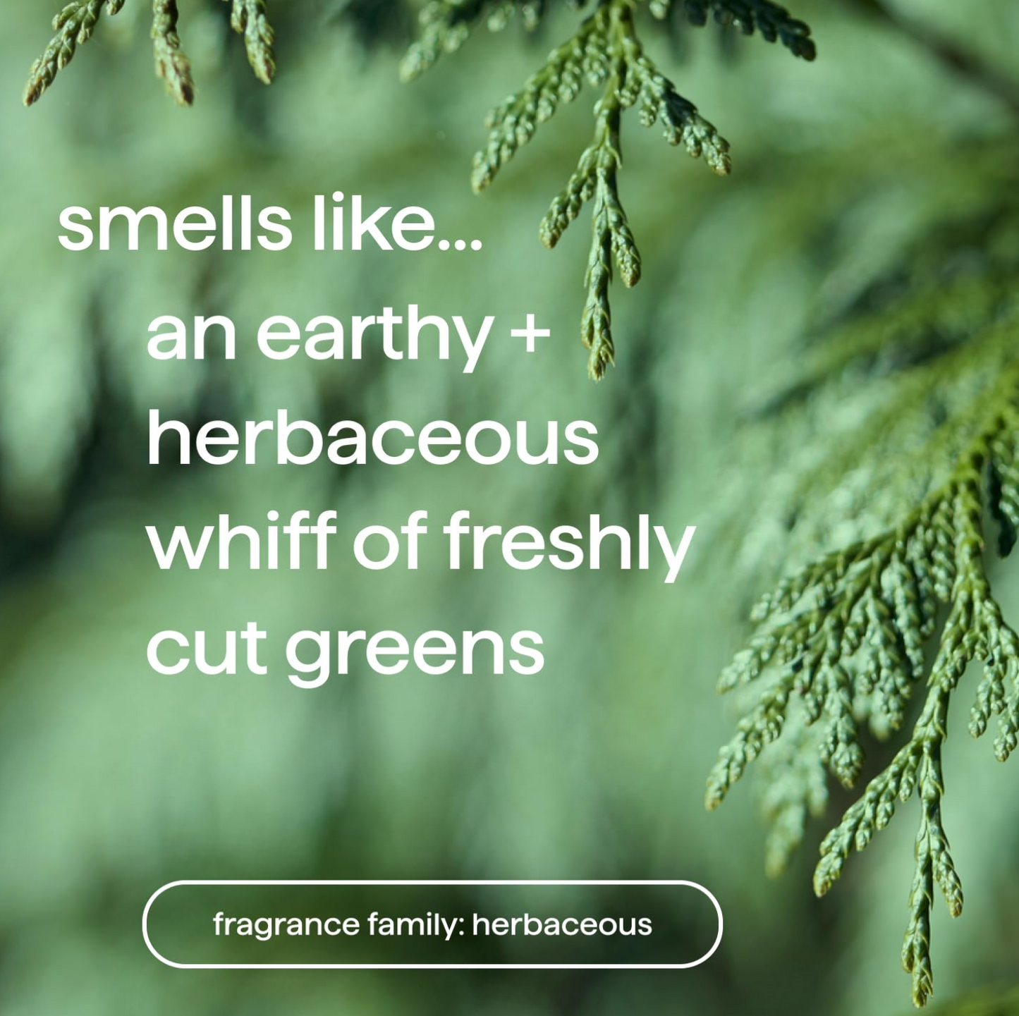 Method Men Body Wash: Juniper + Sage